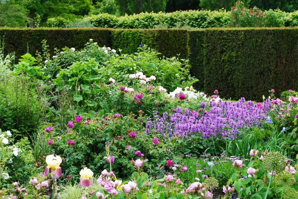 Zdjęcie Co ile sadzić cisy na żywopłot, aby uniknąć błędów w ogrodzie