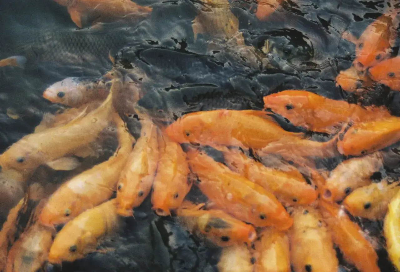 Zdjęcie Czy molinezje mogą być z gupikami? Unikaj problemów w akwarium