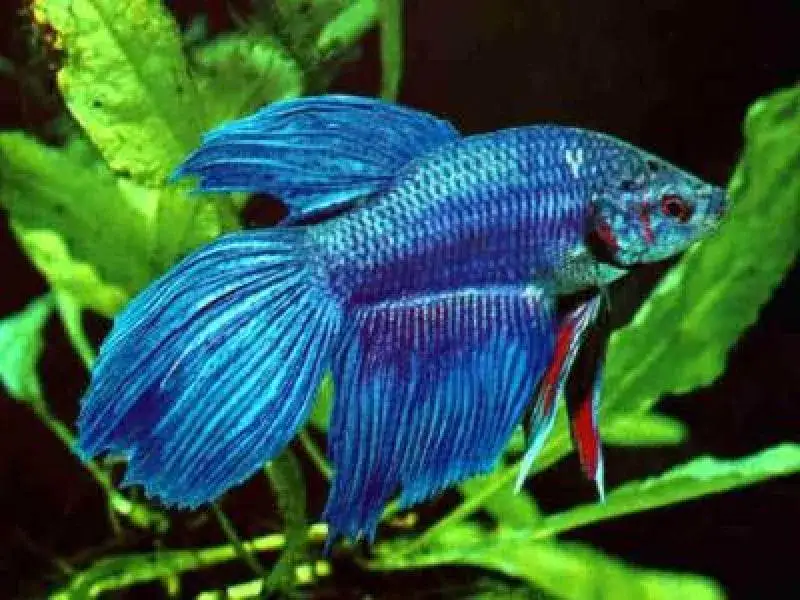 Zdjęcie Jak bezpiecznie wpuścić rybki do akwarium? 5 kluczowych kroków