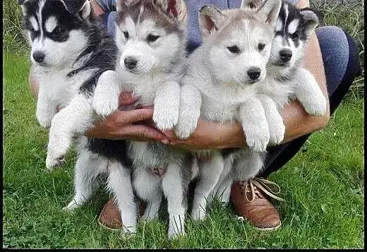 Zdjęcie Ile kosztuje szczeniak husky? Ceny, które mogą cię zaskoczyć