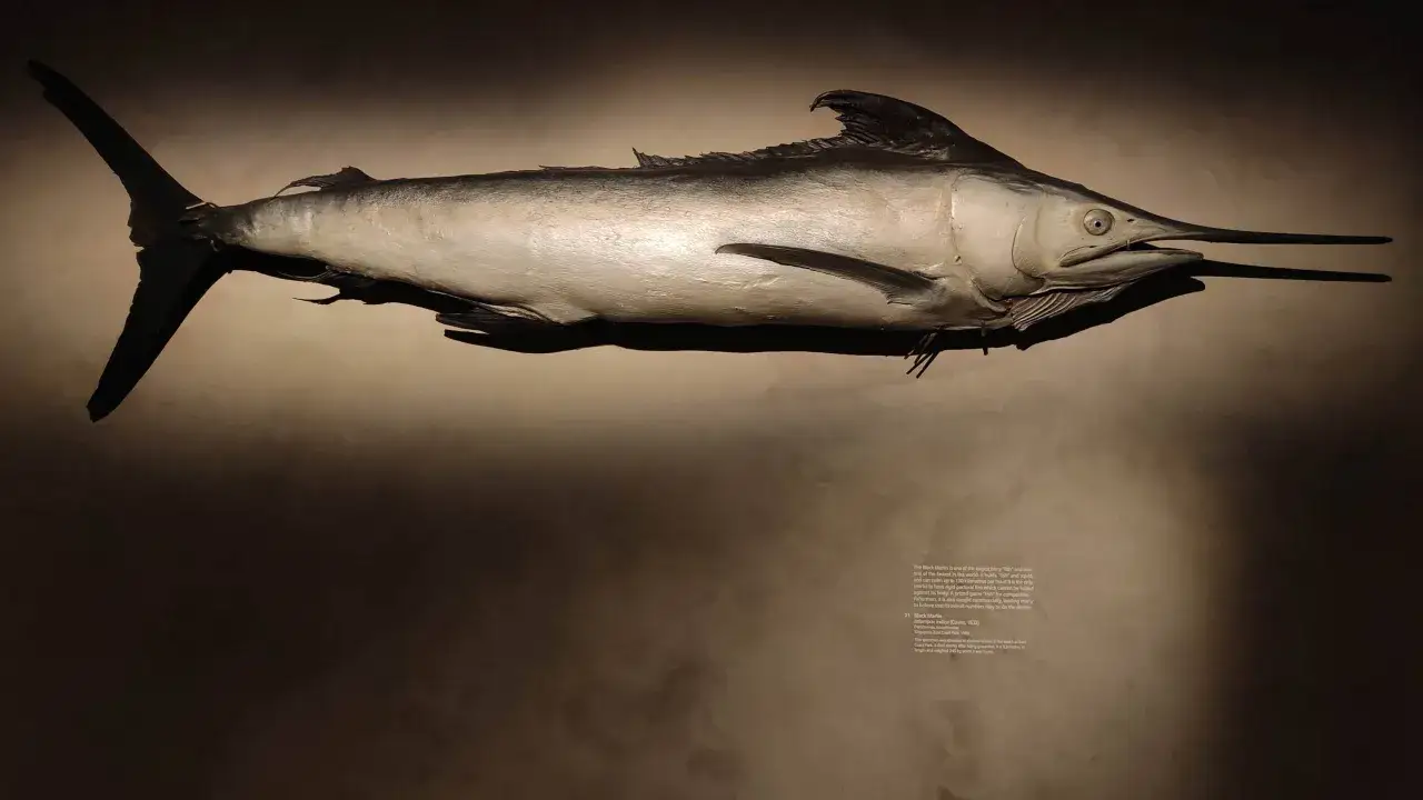 Zdjęcie Najszybsza ryba na świecie – zaskakujące fakty o żaglicy