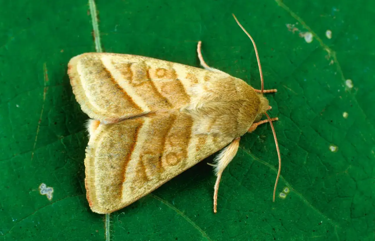 Zdjęcie Jak rozmnażają się ćmy? Odkryj tajemnice ich życia i zachowań