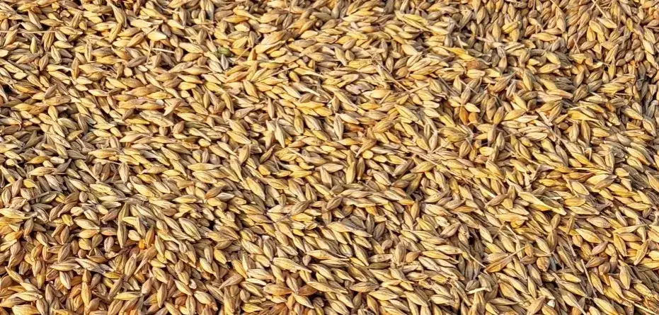 Zdjęcie Ile kosztuje kwintal jęczmienia w Radomiu? Sprawdź aktualne ceny!