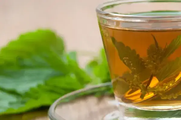 Zdjęcie Depura tu cuerpo: Infusiones seguras para h&iacute;gado y ri&ntilde;ones post-f&aacute;rmacos