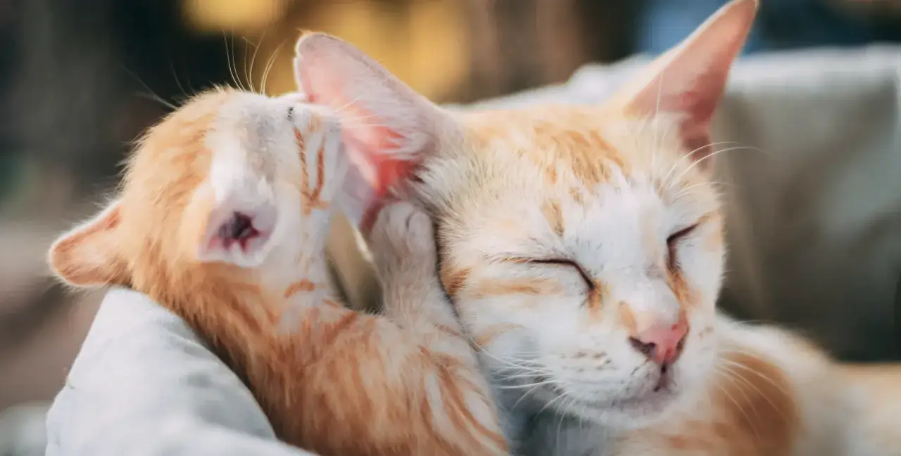 Zdjęcie Jak koty się rozmnażają - wszystko, co musisz wiedzieć o ciąży i kociętach