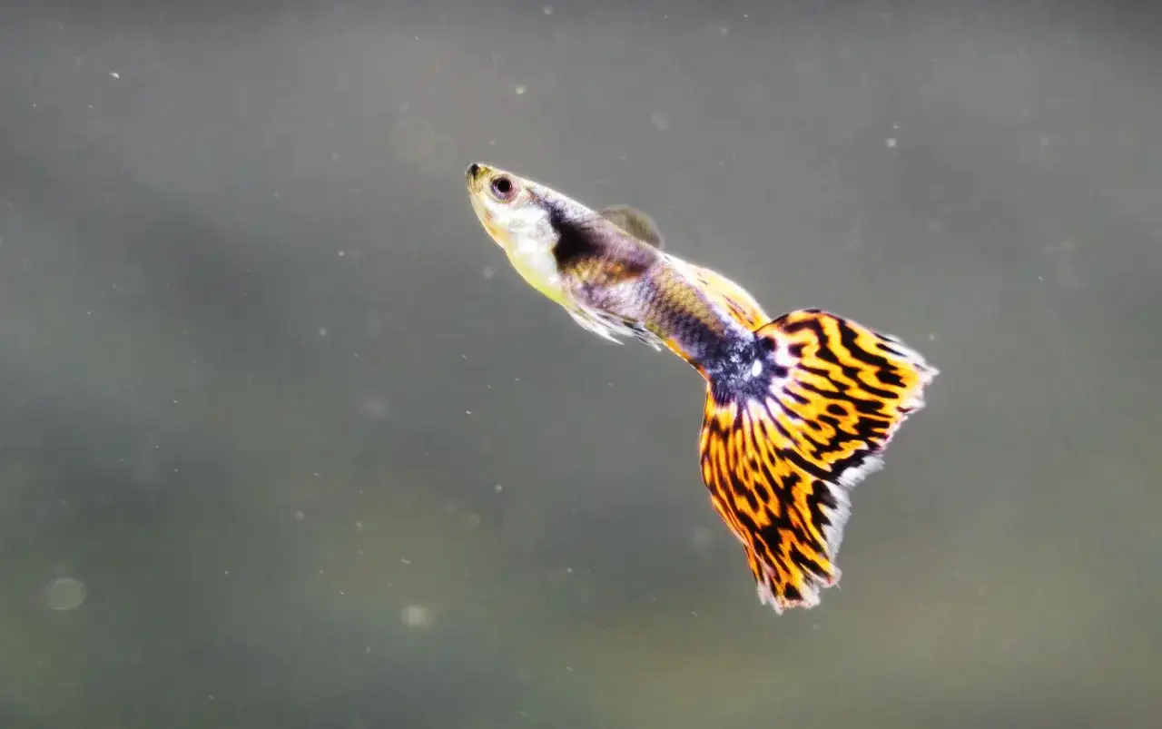 Zdjęcie Jak rozpoznać ciążę u gupika - ważne objawy i porady dla akwarystów