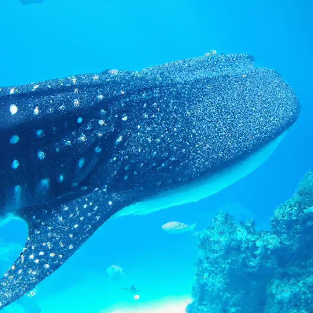 Zdjęcie Największa ryba na świecie - fascynujące fakty o rekinie wielorybim