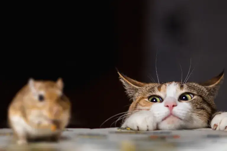 Zdjęcie Czy koty mogą jeść myszy? Dowiedz się, co może im zagrażać