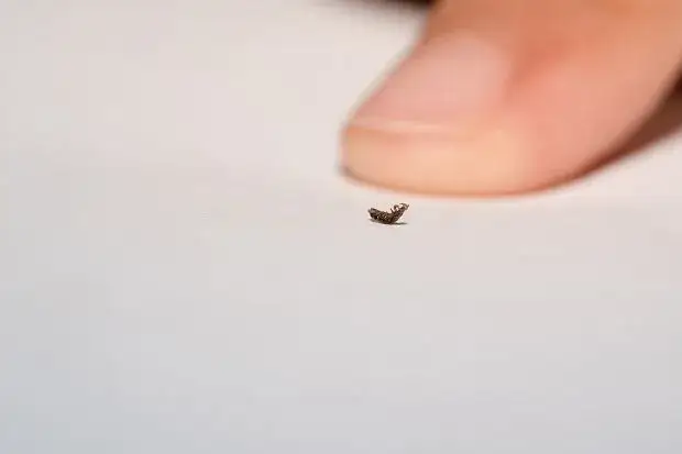 Zdjęcie Skuteczne sposoby na pozbycie się wszy u dziecka bez stresu