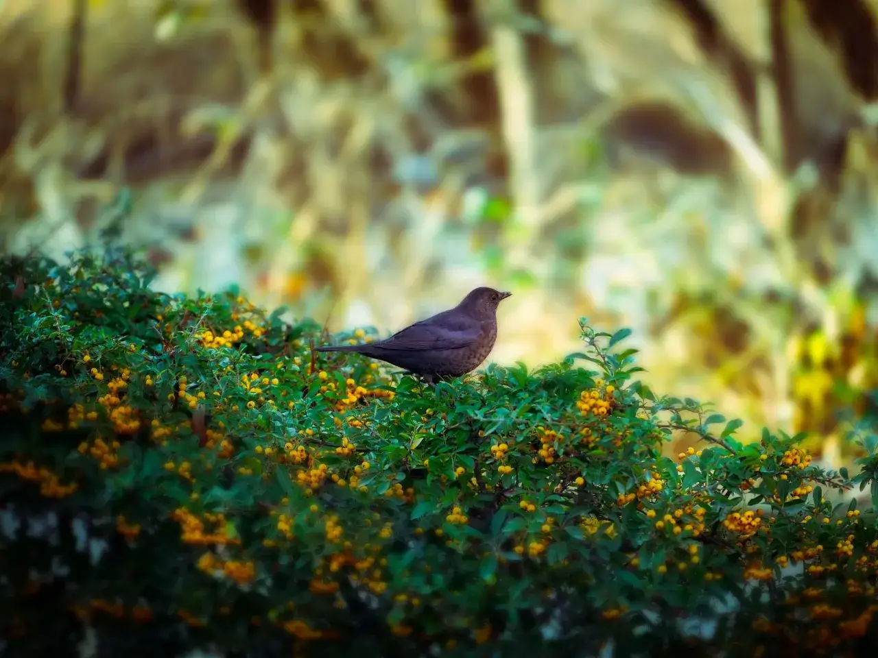 Zdjęcie Co zamiast tui w ogrodzie? Oto najlepsze rośliny do wyboru