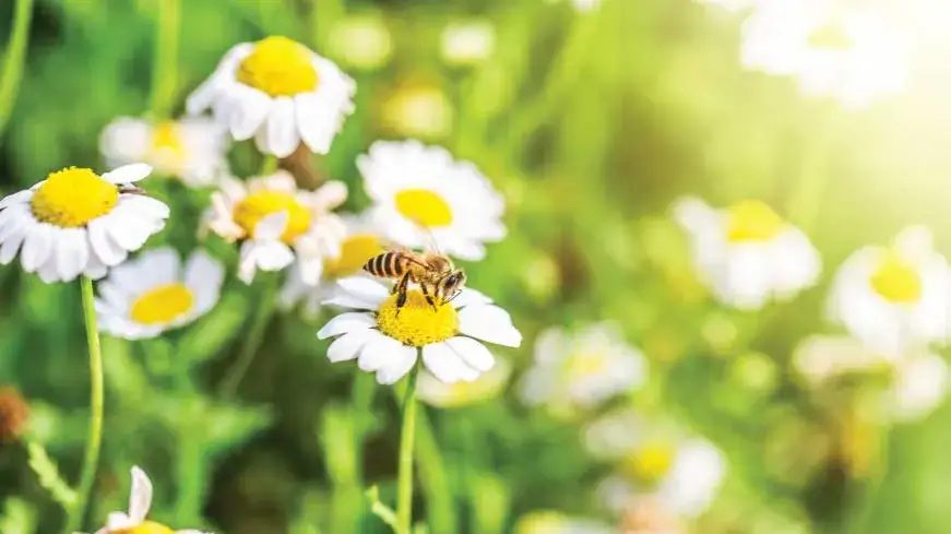Zdjęcie Czym żywią się pszczoły? Niespodziewane źródła ich pokarmu