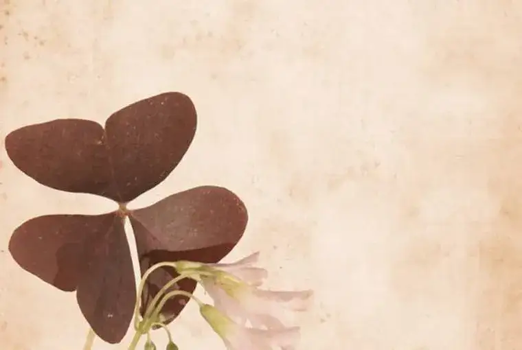 Zdjęcie Fioletowy chwast: jak go rozpoznać i skutecznie zwalczać w ogrodzie