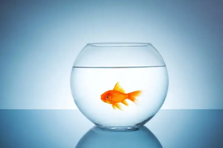 Zdjęcie Ile kosztuje złota rybka w kuli? Sprawdź ceny i wymagania opieki