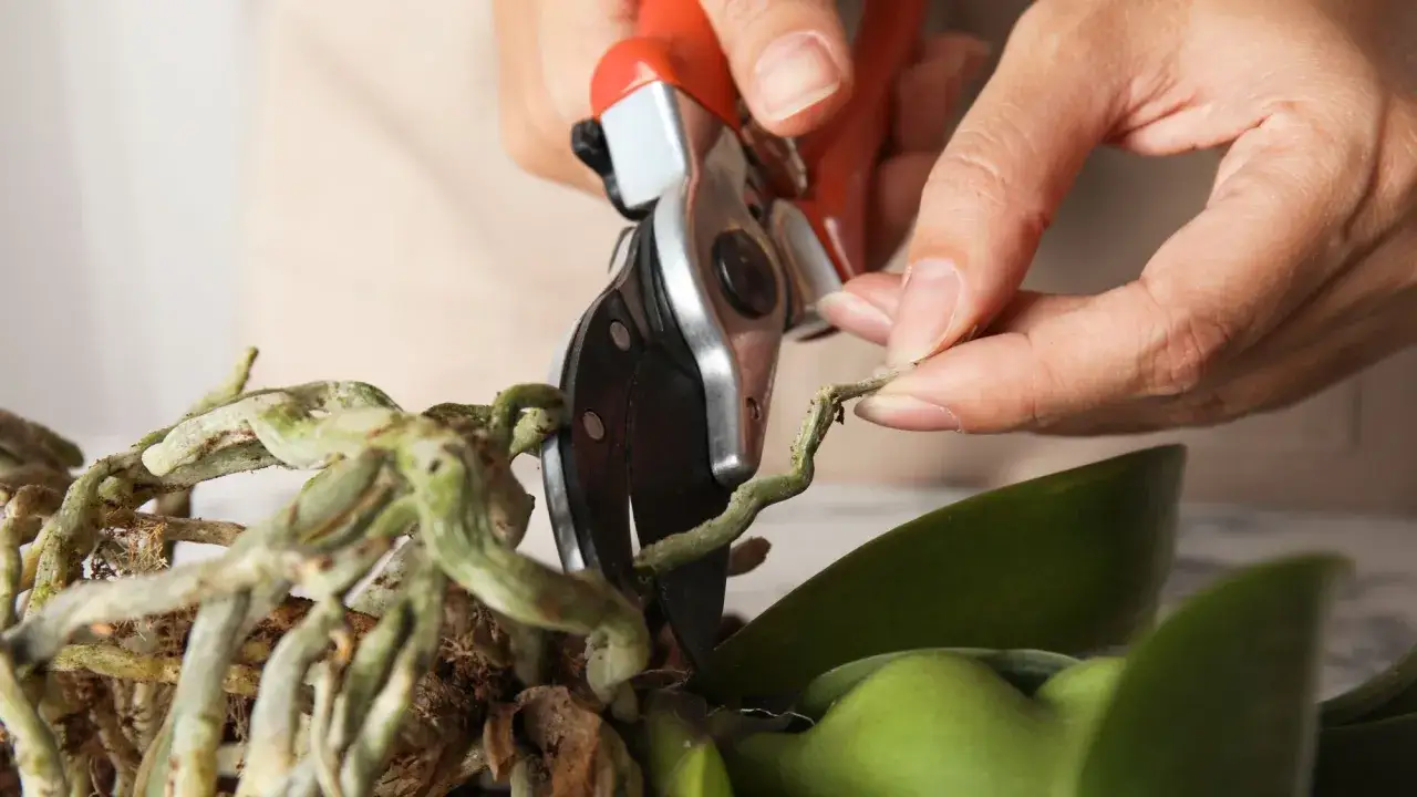 Zdjęcie Jak przycinać storczyki phalaenopsis, by zapewnić im zdrowy wzrost