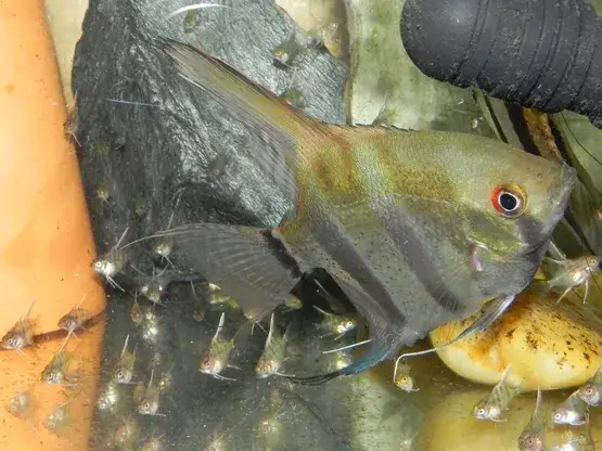 Zdjęcie Czy pyszczaki mogą być ze skalarami? Unikaj kłopotów w akwarium