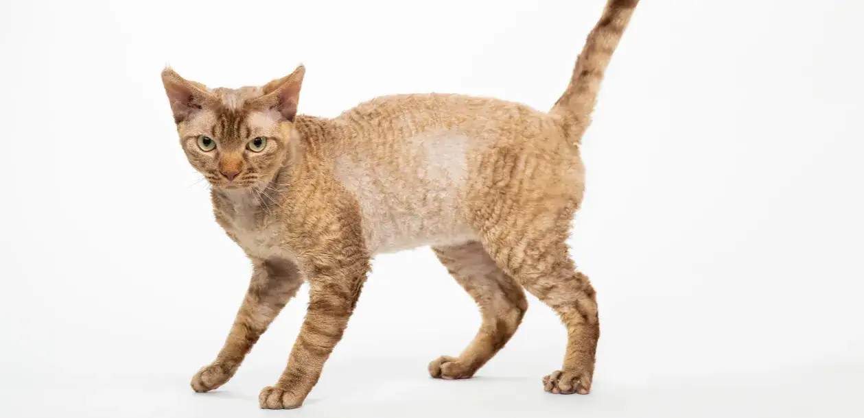 Zdjęcie Dorosły Devon Rex: Co musisz wiedzieć o jego charakterze i pielęgnacji