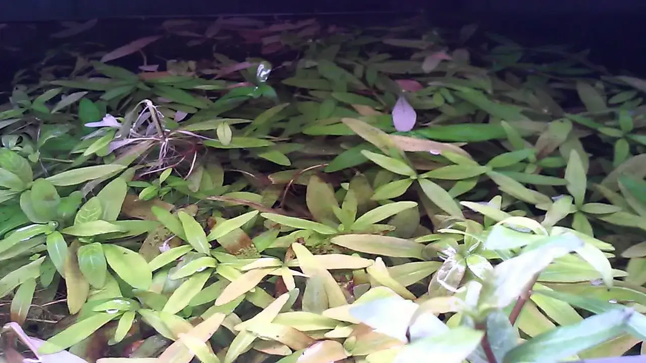 Zdjęcie Co w akwarium zamiast rybek? Odkryj najlepsze alternatywy dla ryb