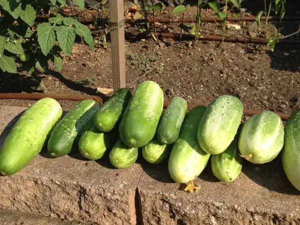 Zdjęcie Jaki ogórek do gruntu? Top 5 odmian i porady uprawy
