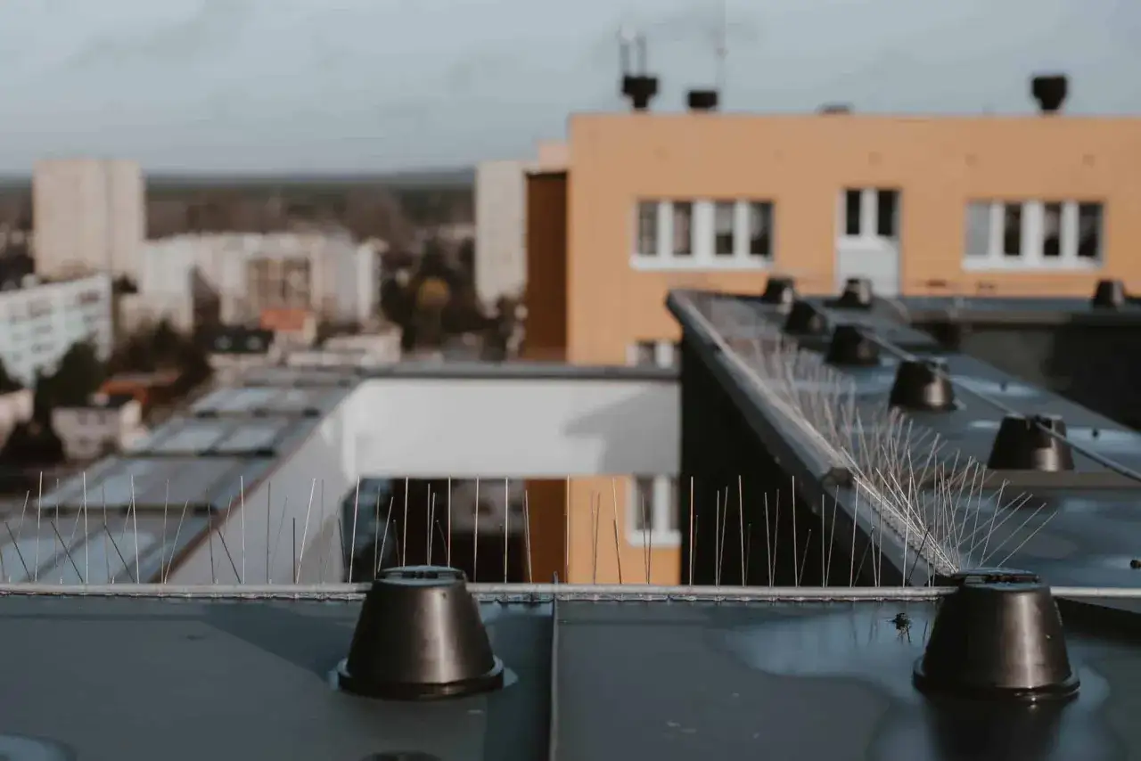 Jak chronić dach przed ptakami? Skuteczne i humanitarne metody