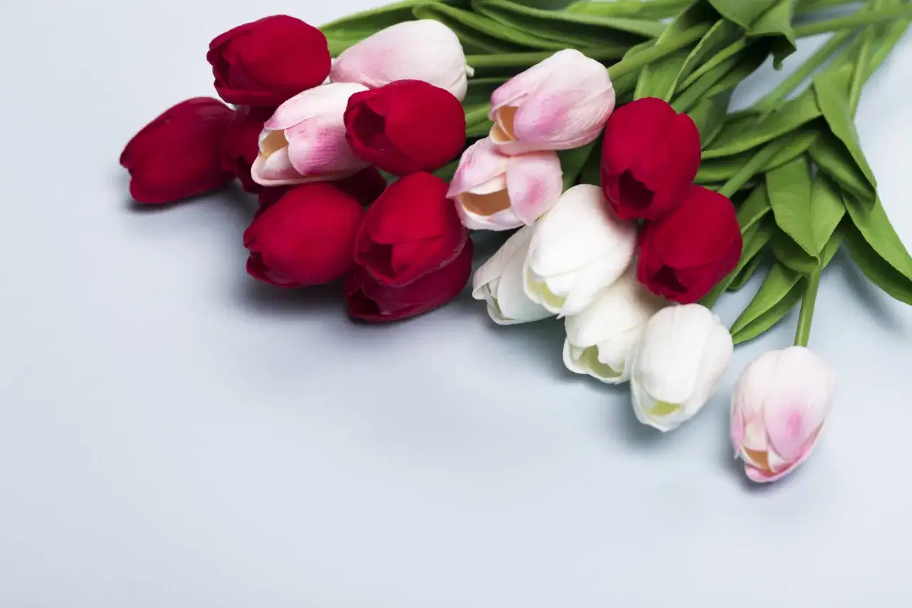 Pięć różowych i czerwonych tulipanów na jasnoniebieskim tle.