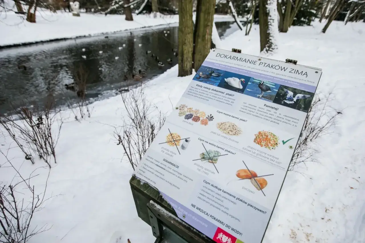 Zimowy park, zamarznięty staw, kaczki pływają. Tablica informuje, kiedy kaczki wracają do Polski i jak je dokarmiać.