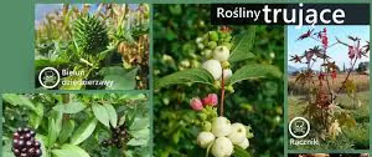 Najgroźniejsze trujące chwasty: Rozpoznaj i usuń bezpiecznie!