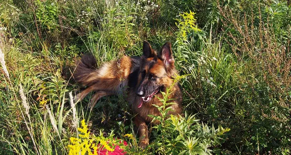 Jak szczeka owczarek niemiecki i co z tym zrobić, by go oduczyć?