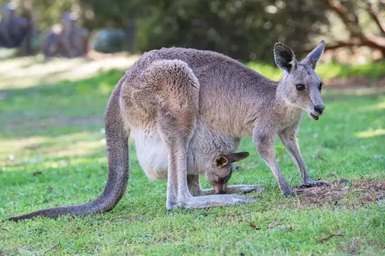 Czym się żywią kangury? Odkryj ich zaskakującą dietę roślinną