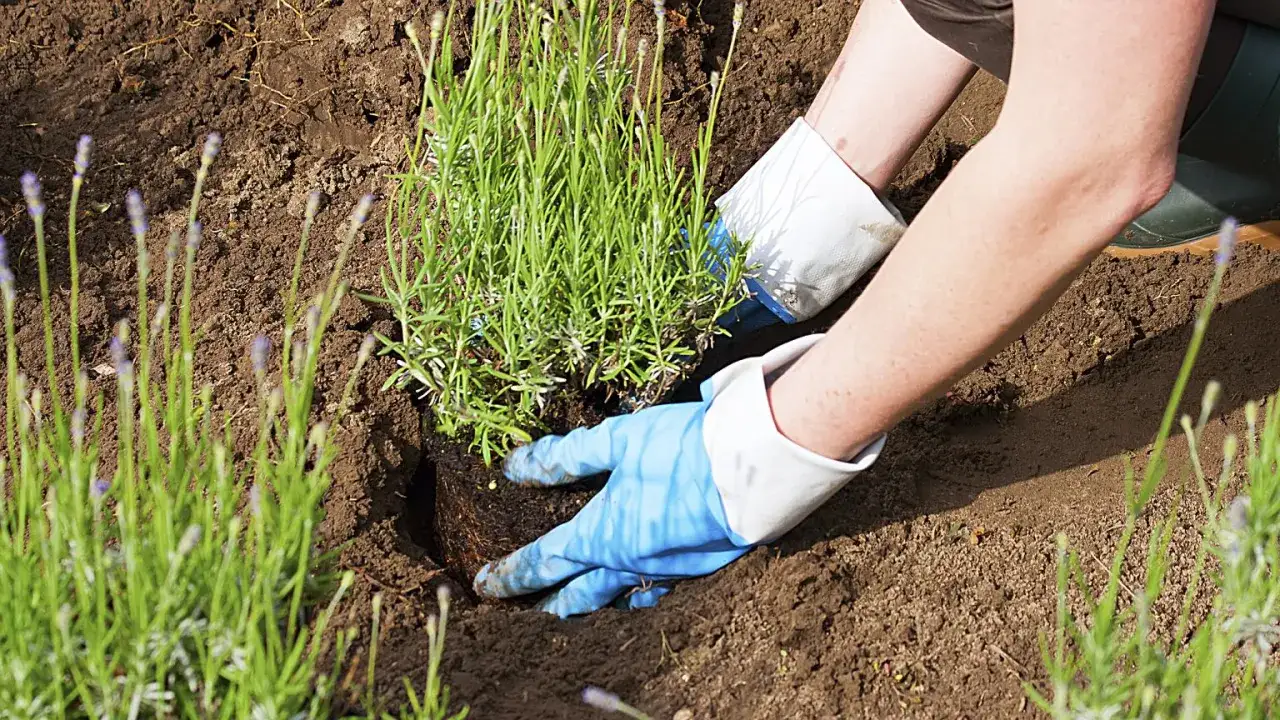 Lawenda w ogrodzie: Kiedy sadzić? Sekrety obfitego kwitnienia