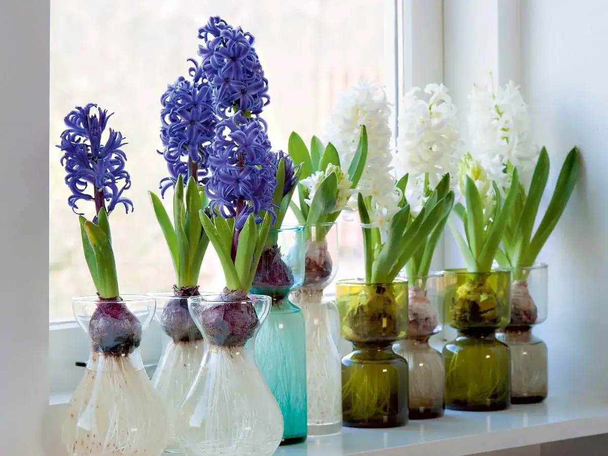 Jak długo kwitnie hiacynt? Przedłuż kwitnienie i zadbaj o cebulkę!