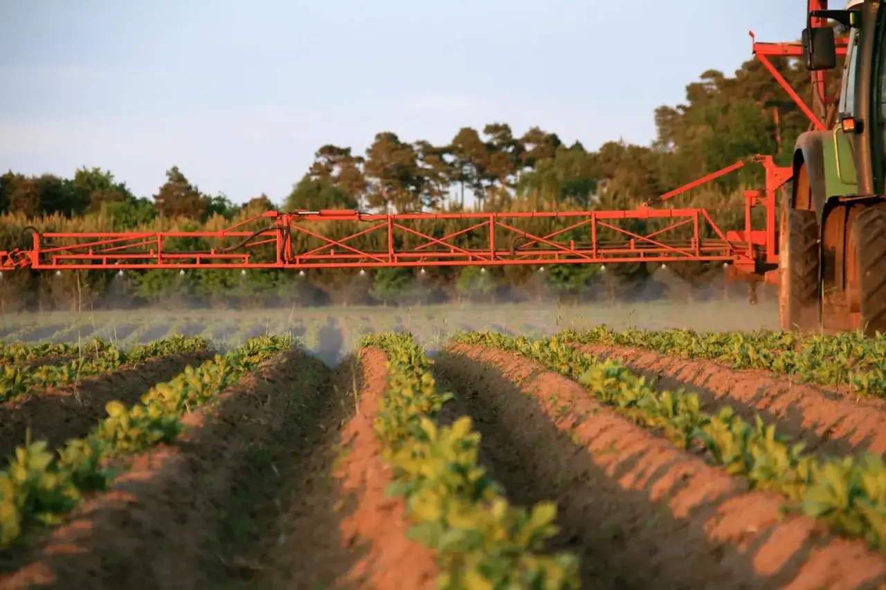 Traktor wykonuje oprysk na chwasty w ziemniakach. Rozpylacz opryskuje młode rośliny w rzędach.