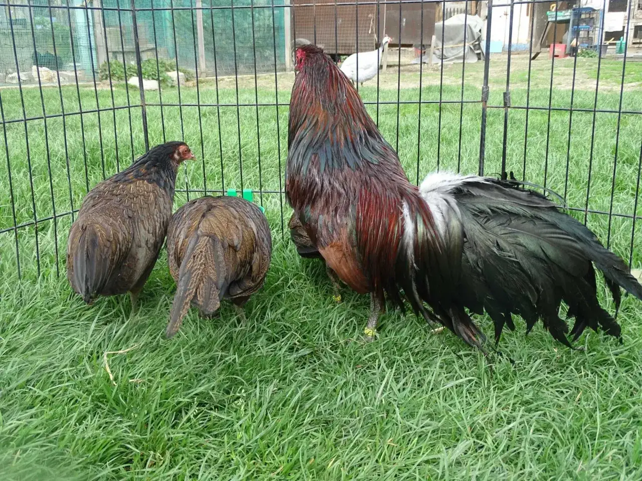 Gdzie znaleźć drób ozdobny na OLX? Sprawdź oferty w Polsce