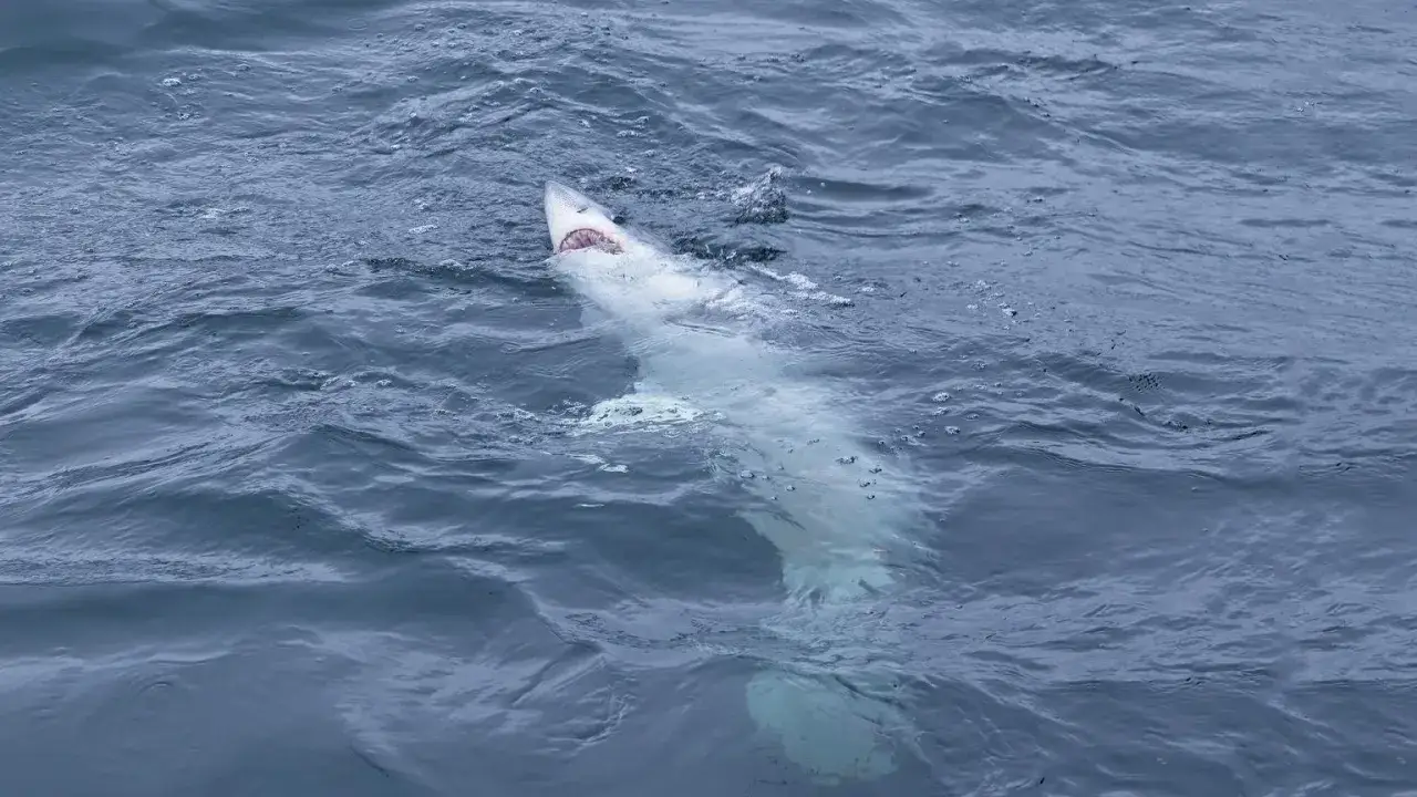Rekiny na Wyspach Kanaryjskich: Prawda o bezpieczeństwie