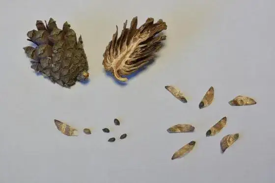 Jak skutecznie sadzić nasiona z szyszki i uniknąć błędów