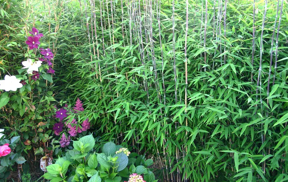 Bambusy w ogrodzie: Unikaj błędów przy sadzeniu i pielęgnacji roślin