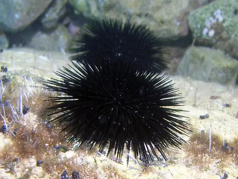 Jak rozmnażają się jeżowce? Odkryj fascynujące metody ich rozmnażania