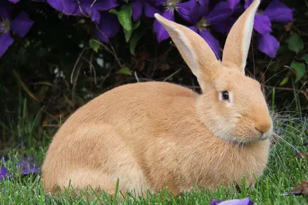 Czy sierść królika uczula? Poznaj prawdę o alergenach w futrze