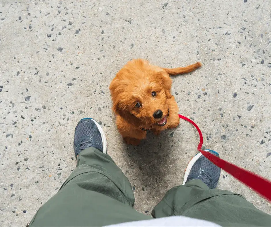 Kiedy po szczepieniu na spacer z psem? Kluczowe wskazówki dla właścicieli