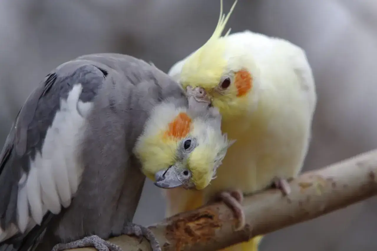 Dwa nimfy na gałęzi, jedna szara, druga żółta, blisko siebie.
