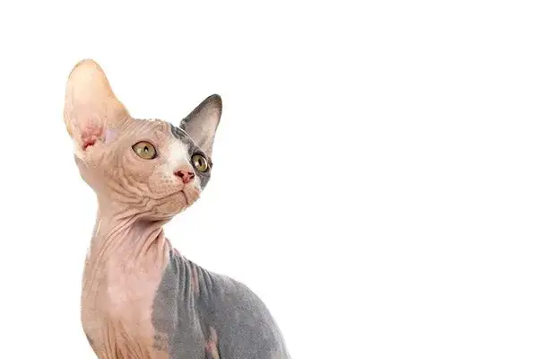 Ile czasu kotka chodzi w ciąży? Poznaj fakty i tajemnice ciąży kotów