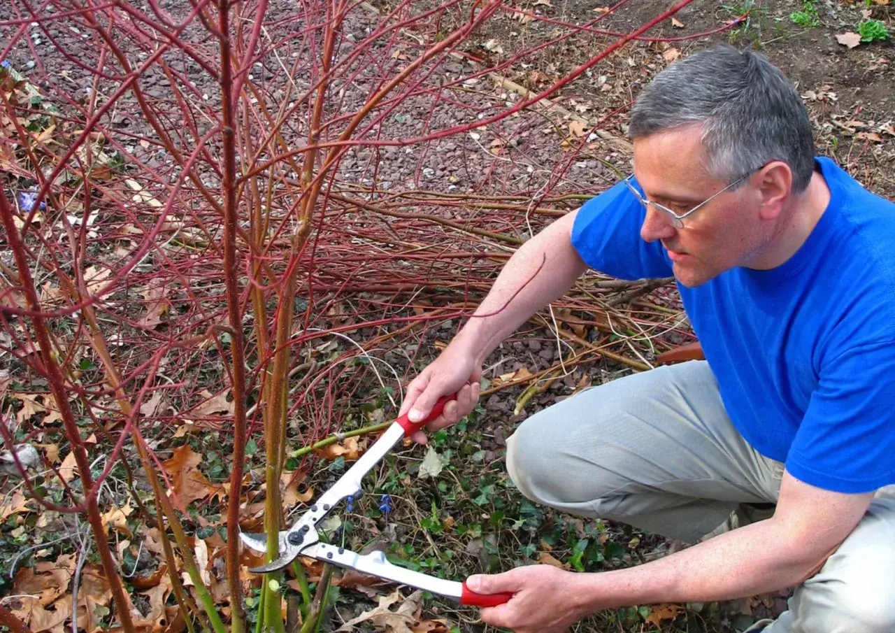 Mężczyzna w niebieskiej koszulce przycina dereń nożycami ogrodniczymi.
