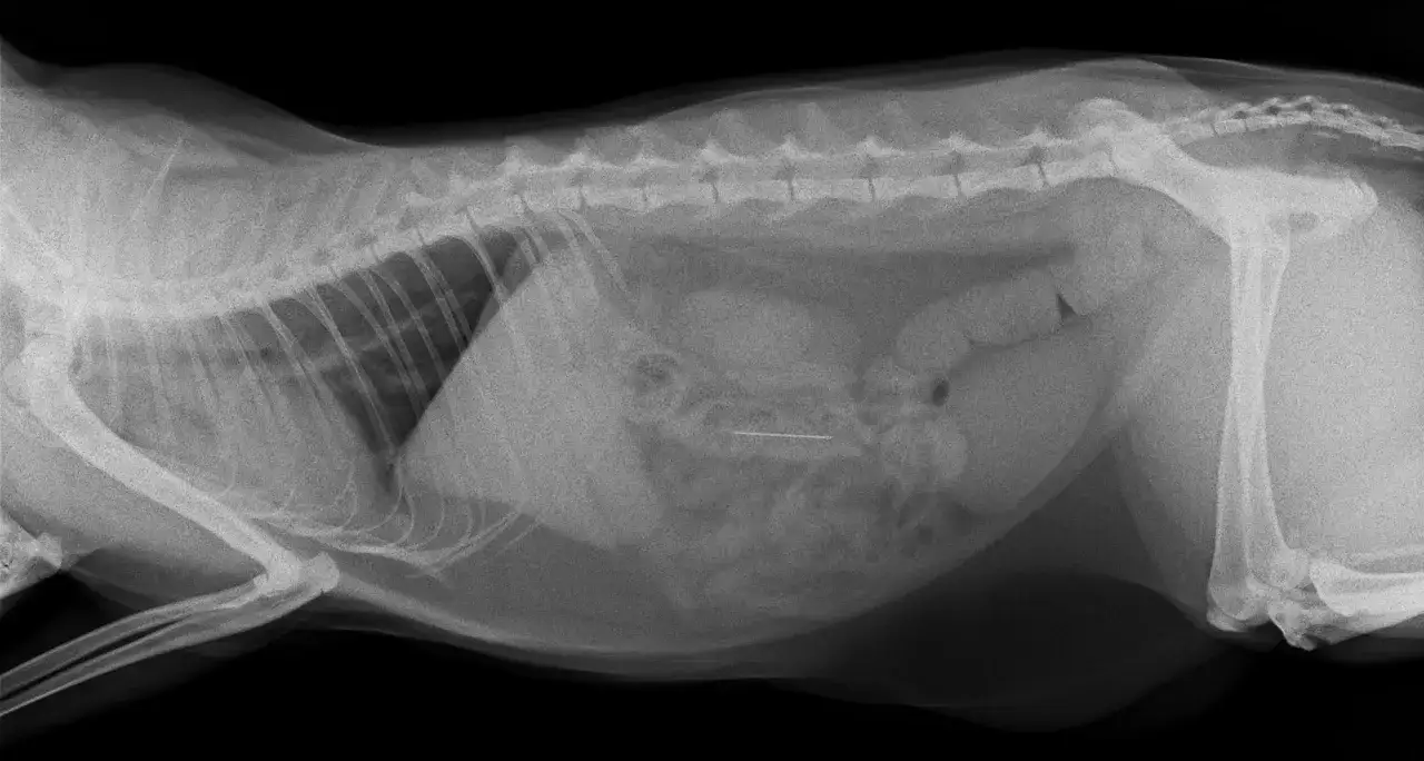 Ciało obce u psa: Kiedy objawy? Co robić, by uratować życie?