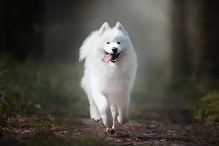 Jakie psy mają włosy zamiast sierści i jak je pielęgnować?