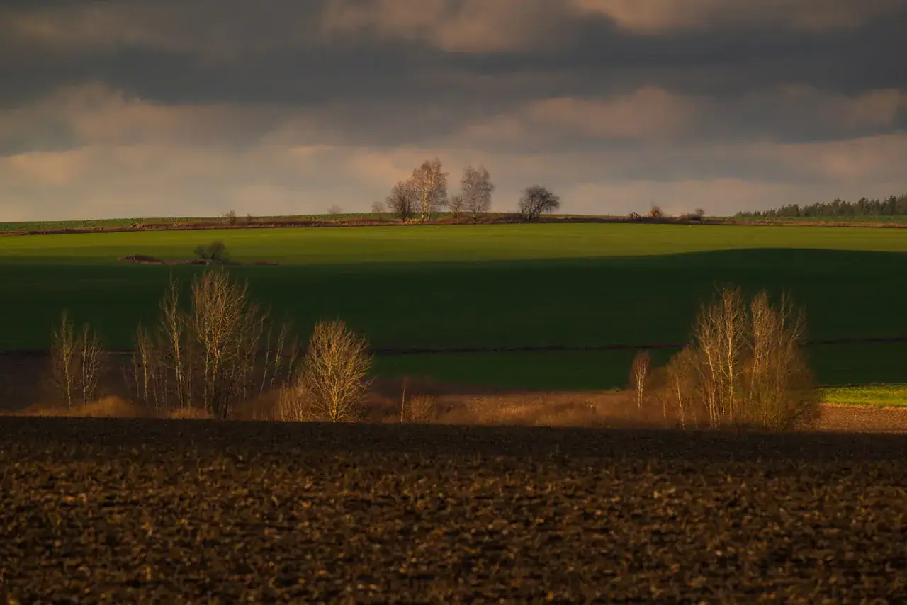 Zachód słońca nad polami, tworzący malownicze plany fotograficzne. Drzewa na tle zielonych pól i ciemnego nieba.