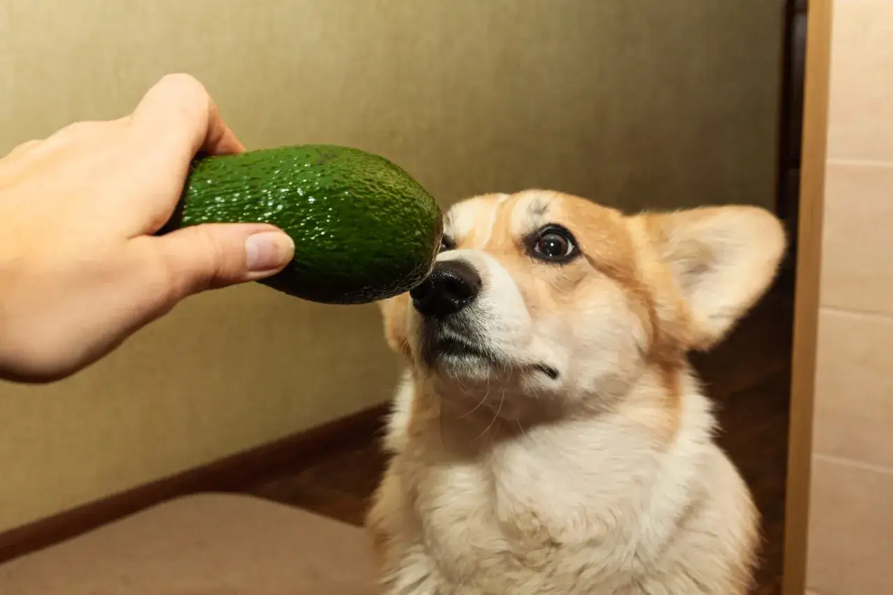 Corgi z zaciekawieniem wącha awokado, zastanawiając się, czy pies może jeść awokado.