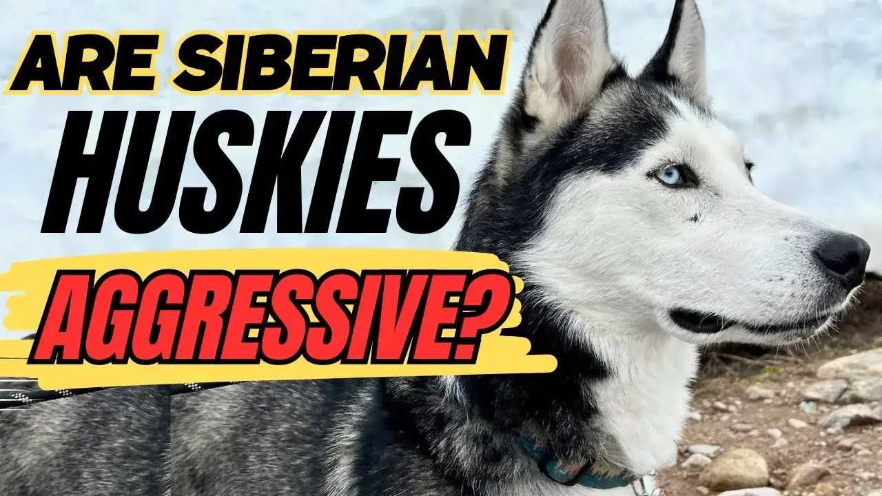 Czy husky jest agresywny? Odkryj prawdę o ich temperamencie