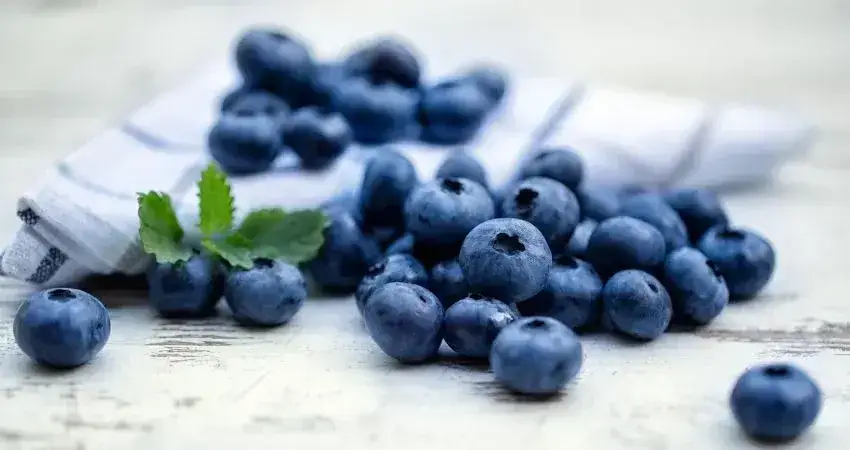 Czy pies może jeść borówki amerykańskie? Bezpieczne porcje i ryzyka