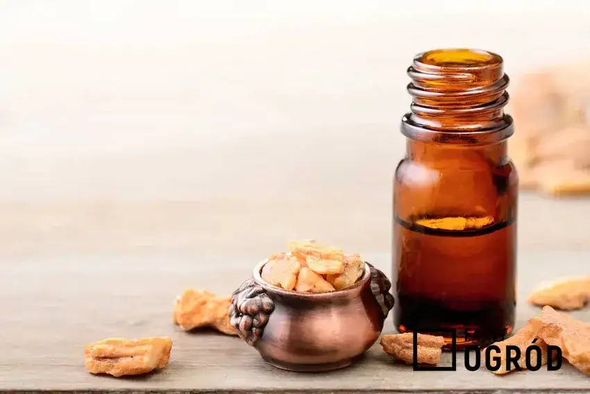 Nalewka bursztynowa na co? Poznaj jej moc i sprawdzony przepis!