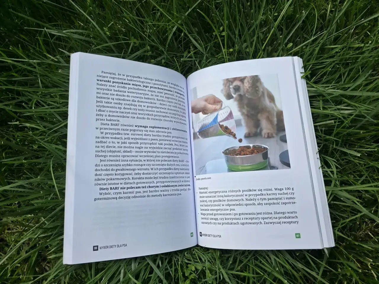 Szczeniak dostaje karmę z miarki do miski. Dowiedz się, ile karmy podawać szczeniakowi, by był zdrowy.