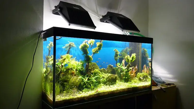 Jak zrobić oświetlenie LED do akwarium i uniknąć najczęstszych błędów